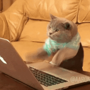 Cat typing angrily on a laptop, questioning why we'd suggest Search is the best Google Ads campaign