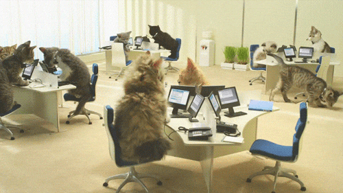 Animated gif of cats in an office sitting at desks with computers.